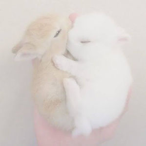 Meet your Posher, Venecia